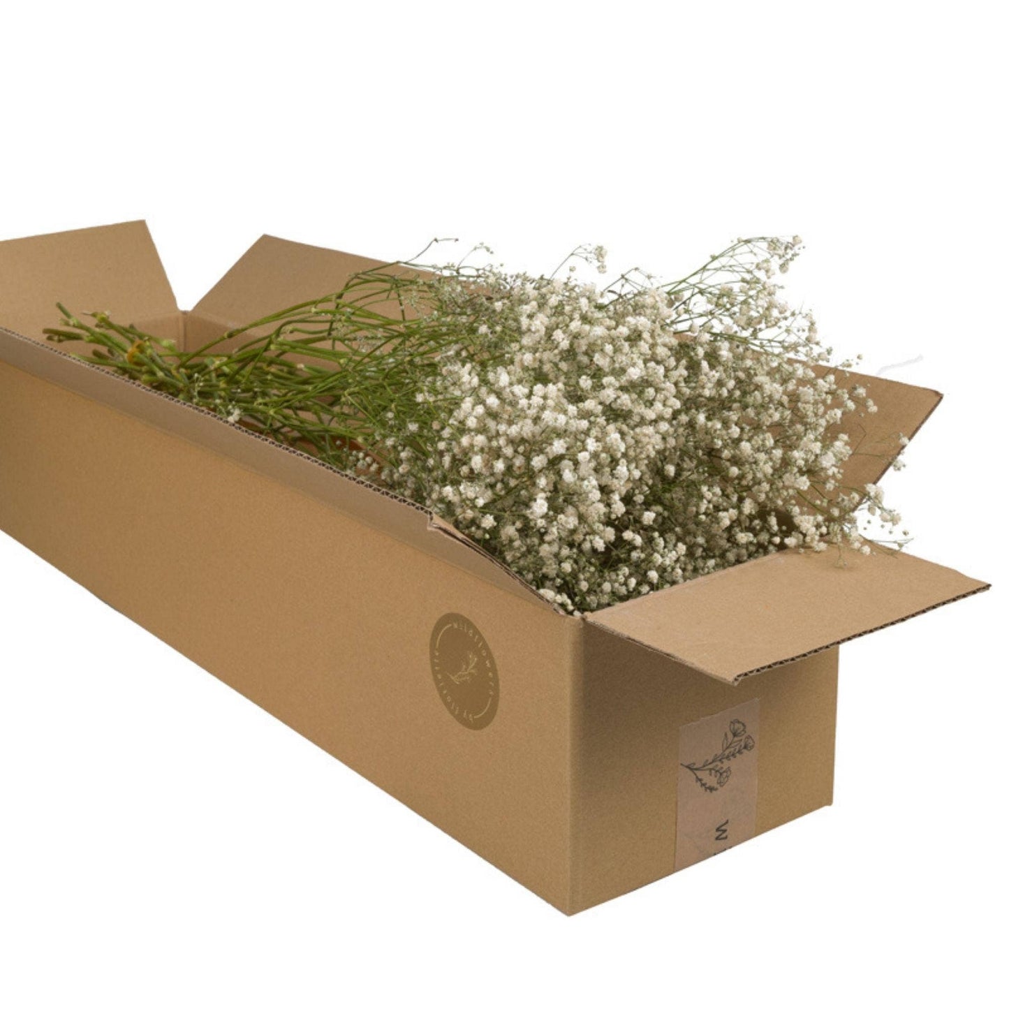 Fiori secchi - Gypsophilia Natural 1 mazzetto